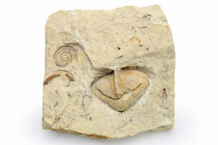 Unusual, Ordovician Gastropod (Pterotheca) Fossil - Wisconsin #224367